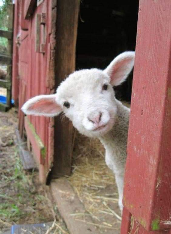 Counting Sheep Glamping (@glampingsheep) on Twitter photo Beautiful skies, flowers waking up and lambing season has begun 😍
New beginnings and thoughts of 2024 holidays.
Bookings open on Pitchup.com countingsheepglamping.co.uk . Retreat weekends May and June still have availability . #summer2024 #getoutside <a href="/happyglamping/">Glamping UK</a> Beautiful skies, flowers waking up and lambing season has begun 😍
New beginnings and thoughts of 2024 holidays.
Bookings open on Pitchup.com countingsheepglamping.co.uk . Retreat weekends May and June still have availability . #summer2024 #getoutside <a href="/happyglamping/">Glamping UK</a>