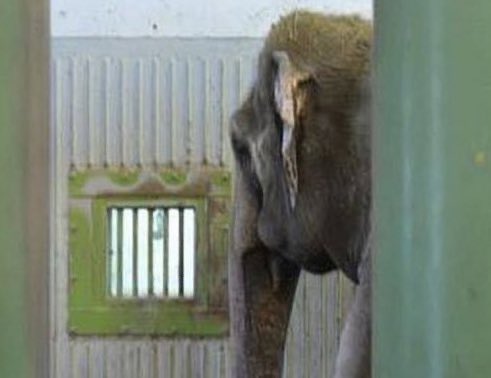 Cosmicbrigade's tweet photo. Through the square window l wish you could see and walk out into sanctuary #Lucy 
#FreeLucy
#Sanctuary4Lucy
#LetMeGo🇨🇦 https://t.co/qpU9Akev6k