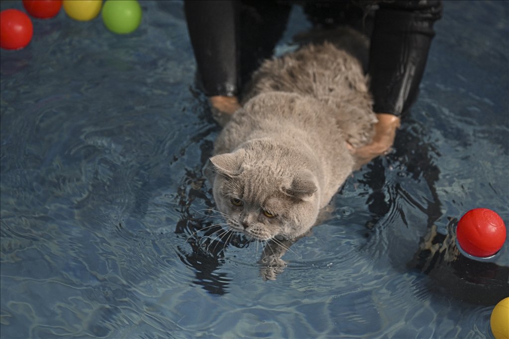 Düzensiz beslenme ve hareketsizlik nedeniyle obeziteye yakalanan 4 yaşındaki kedi 'Şiraz', pilates yaparak, havuzda yüzerek kilo vermeye çalışıyor.