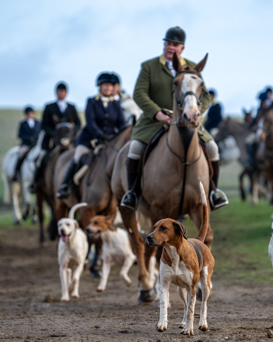 #foxhound #hound #horse #trailhunting #followhounds