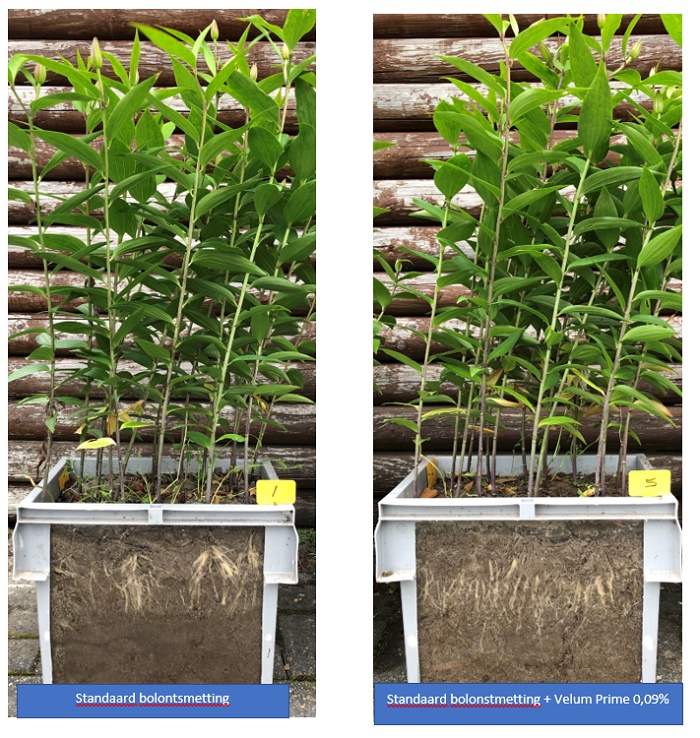 BayerCropNL's tweet photo. Na een zeer zwaar oogst seizoen door de vele regen en zo nu en dan een korte vorstperiode afgelopen herfst en winter, komt de lelie planttijd in zicht. Bescherm uw #lelies tegen #Pratylenchus #aaltjes met #Velum Prime.
Lees er hier meer over:
https://t.co/2BaeHbS25Z https://t.co/mQvXvPcRhY