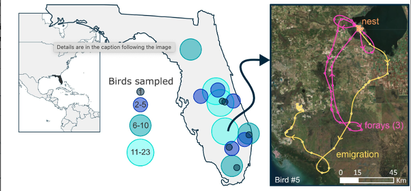 Foray movements are common and vary with natal habitat for a highly mobile bird | doi.org/10.1002/ece3.1… | @Ecol_Evol | #ornithology