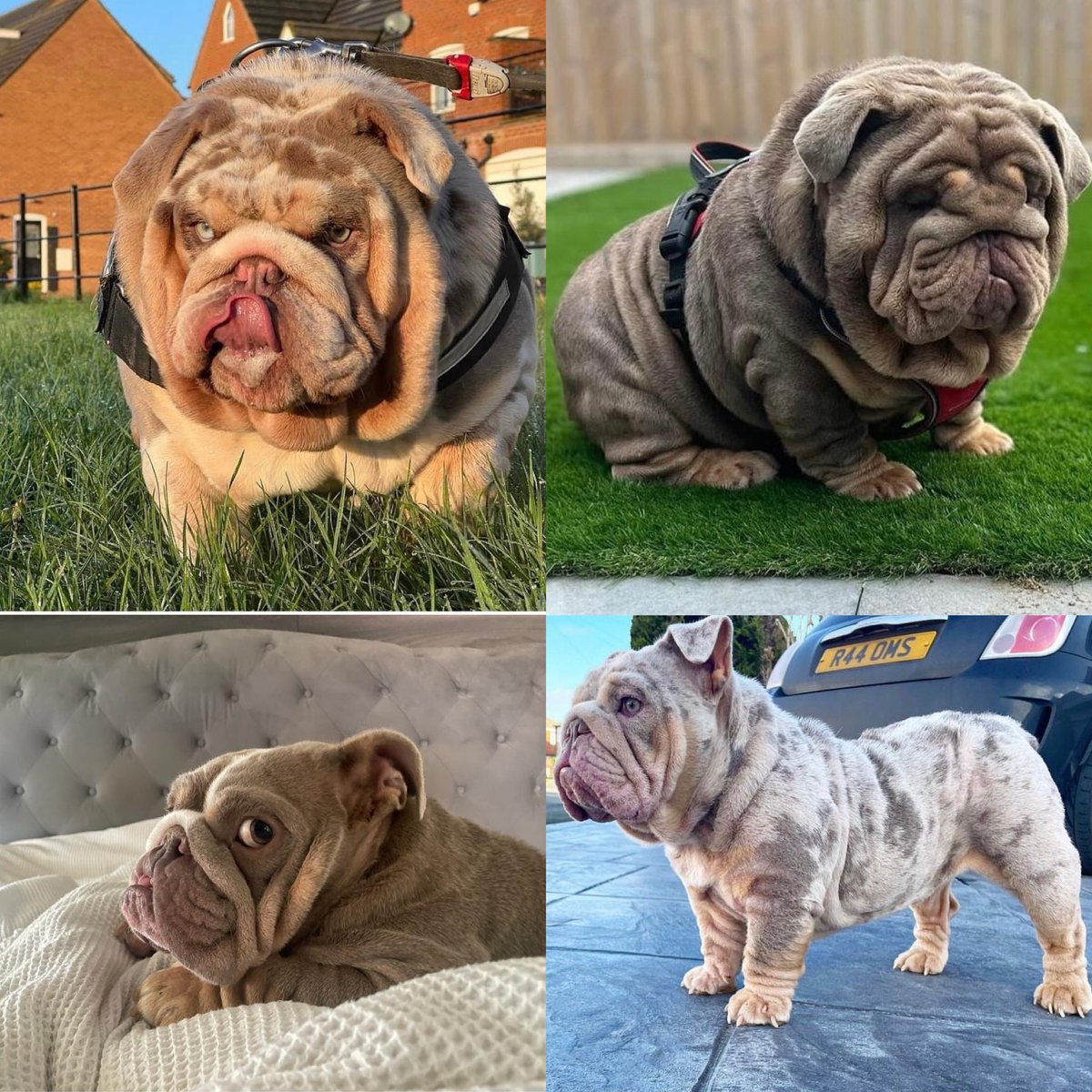 Some serious mileage covered this week, fingers crossed for both our girls. #EnglishBulldogs