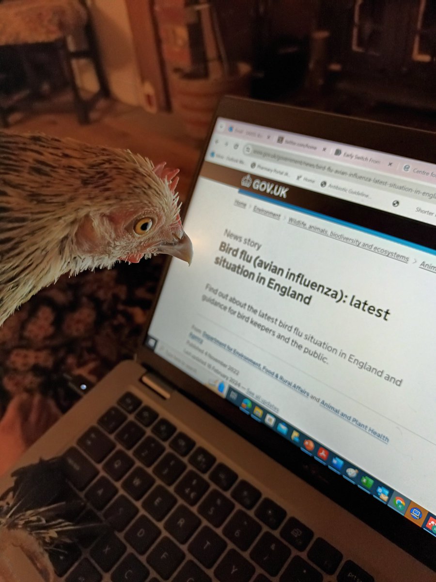 Our chicken (Thunder) can't believe what she is reading on gov UK website