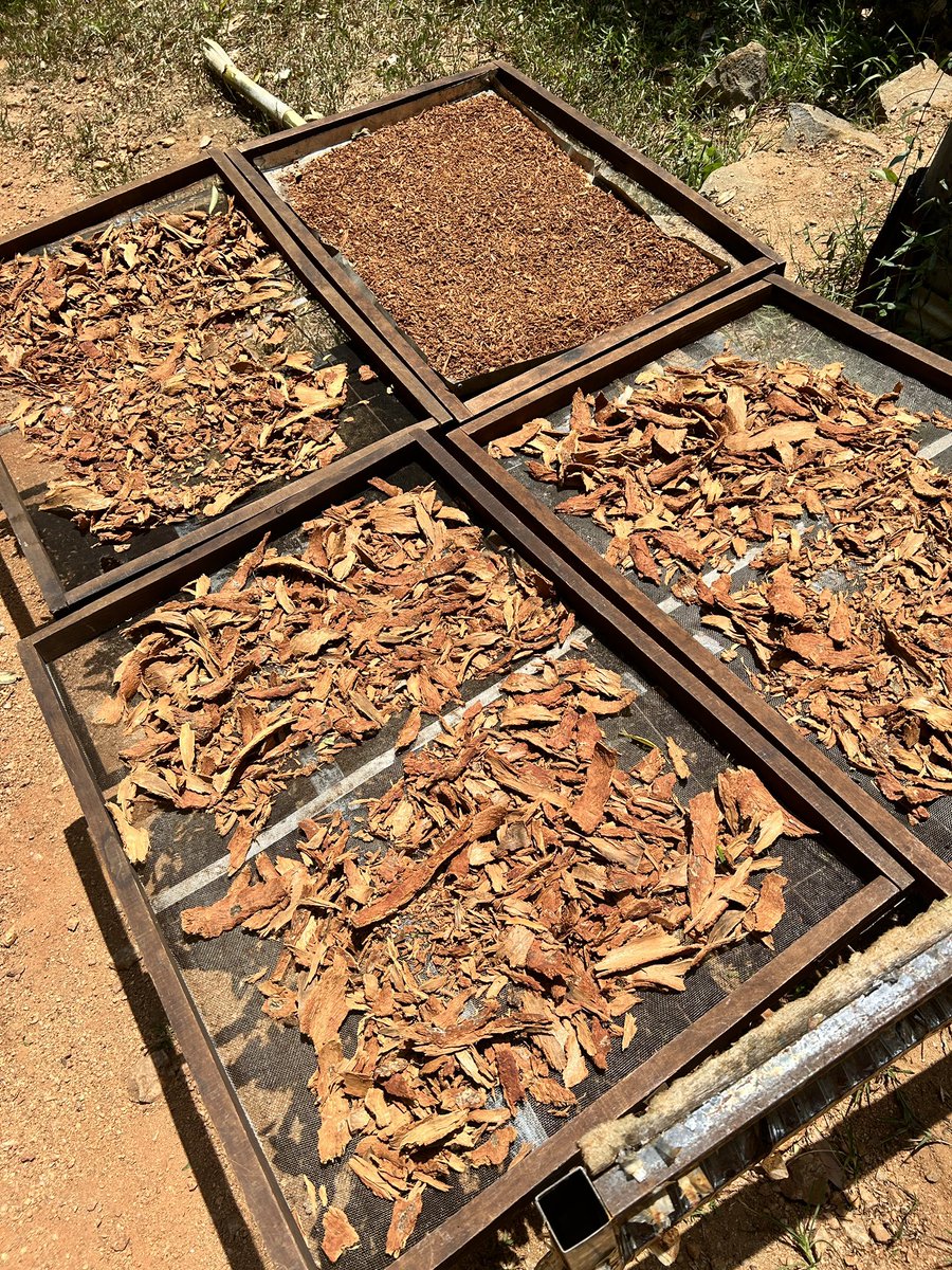 Forest Healing Sri Lanka tweet media