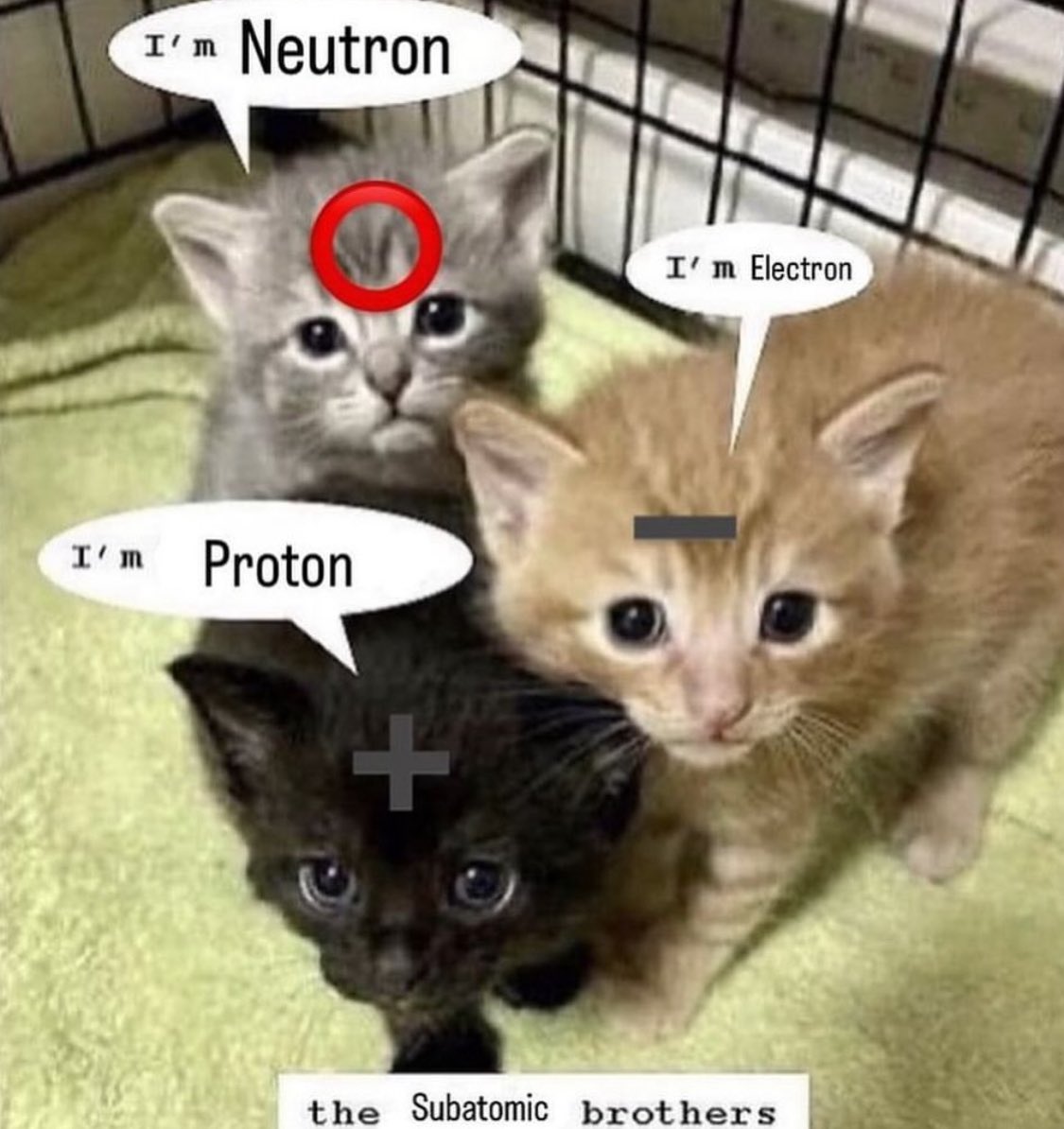 Punch Cat (@punchingcat) on Twitter photo 