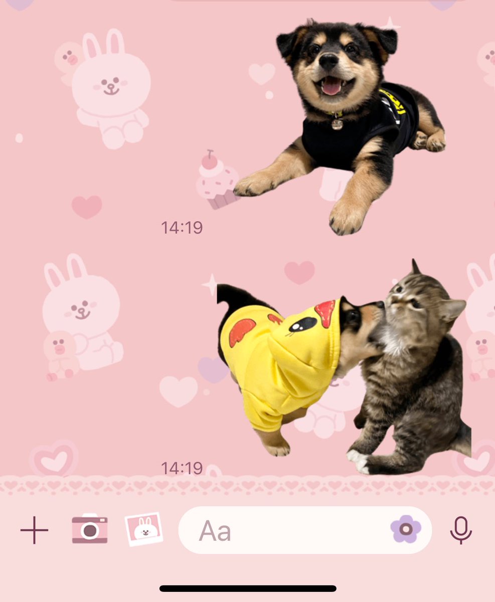 nooniiz_nn's tweet photo. มีเพื่อนเม่าด้วยนะคับ😼😂 #โคล่าหมาซ่า https://t.co/DBWKMIgN3h