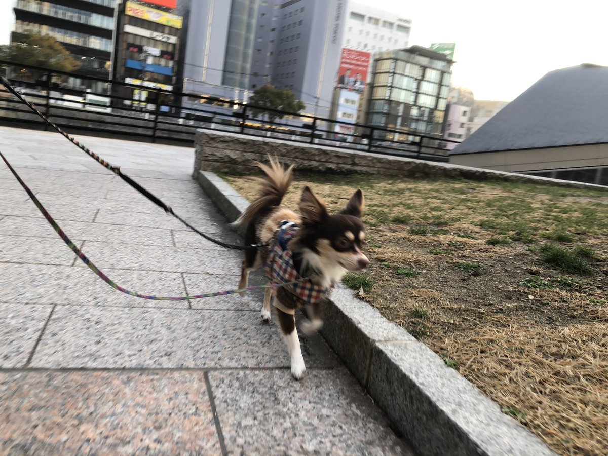 wanpark_189's tweet photo. お散歩✨
また遊ぼ〜ね💕

ワンパーク西中洲店は24時間営業、年中無休、24時間送迎対応のお店となっております！ https://t.co/o8nMufTYVt