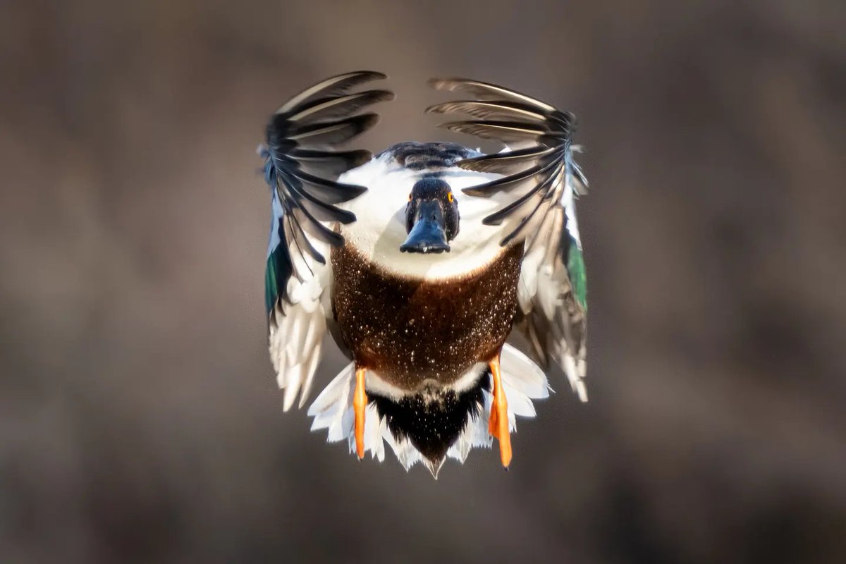 CHM LIPU Ostia tweet media