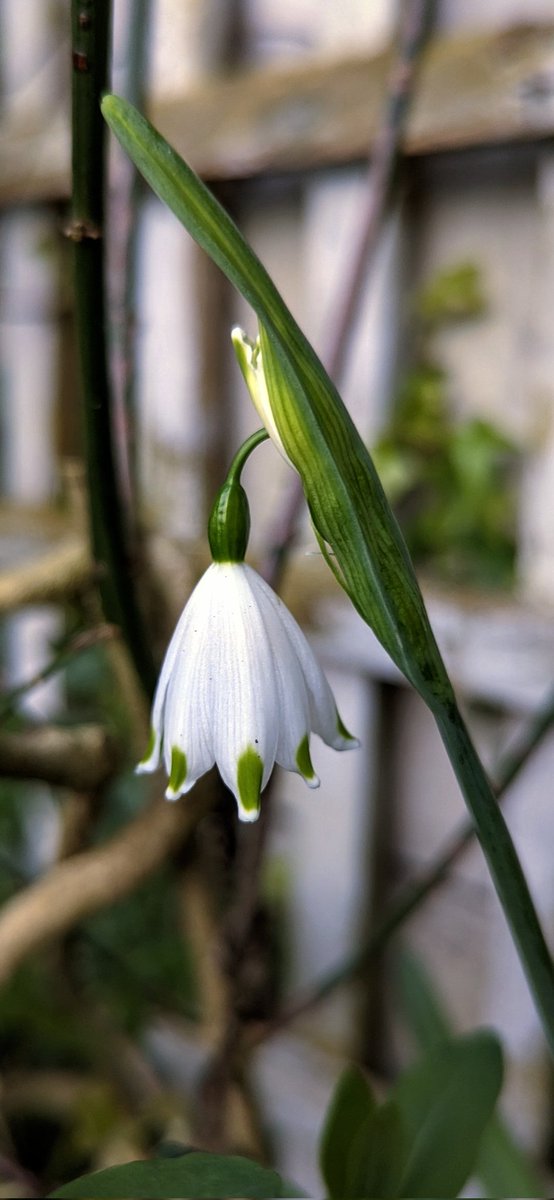 A Summer Snowflake for #GardensHour 🌿 #GardeningX