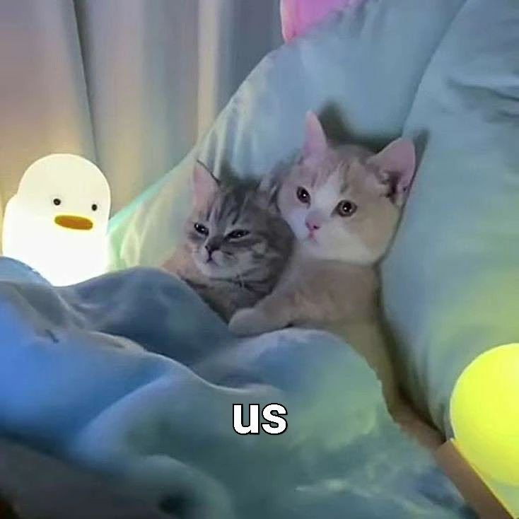 Punch Cat (@punchingcat) on Twitter photo 