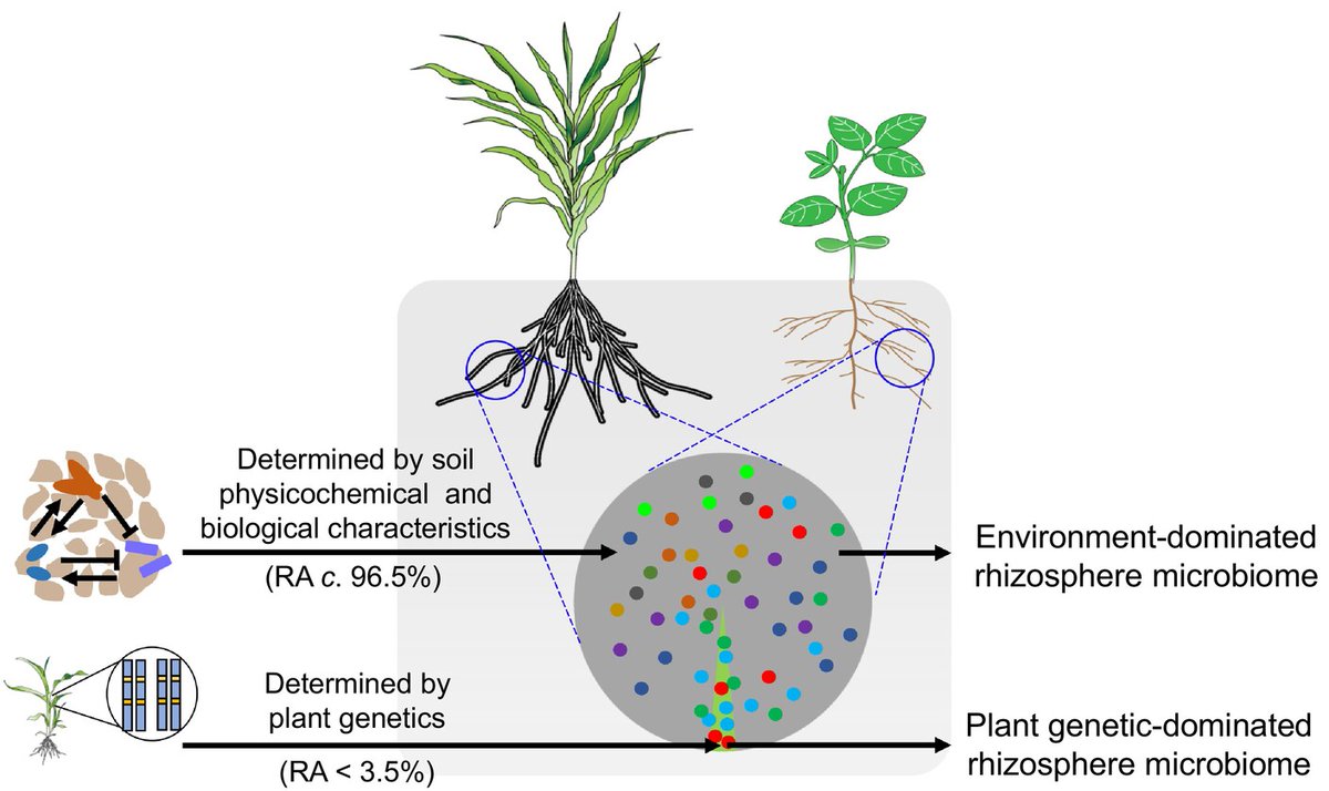 Rhizosphere microbiome dissection and exploiting strategies

Xun et al.

📖 ow.ly/VZKL50QVpVu