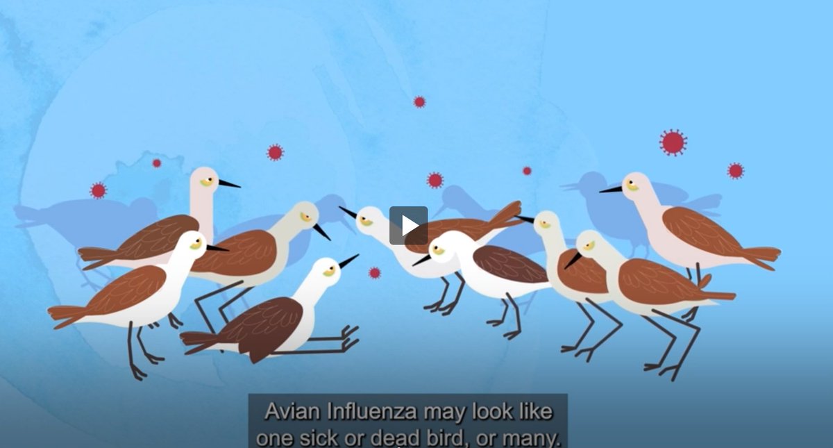 It’s important to be aware of the risk of avian influenza – watch this animation from @daffgov’s Northern Australia Quarantine Strategy (NAQS) which is raising awareness of the disease and encouraging early detection and reporting: agriculture.gov.au/biosecurity-tr…