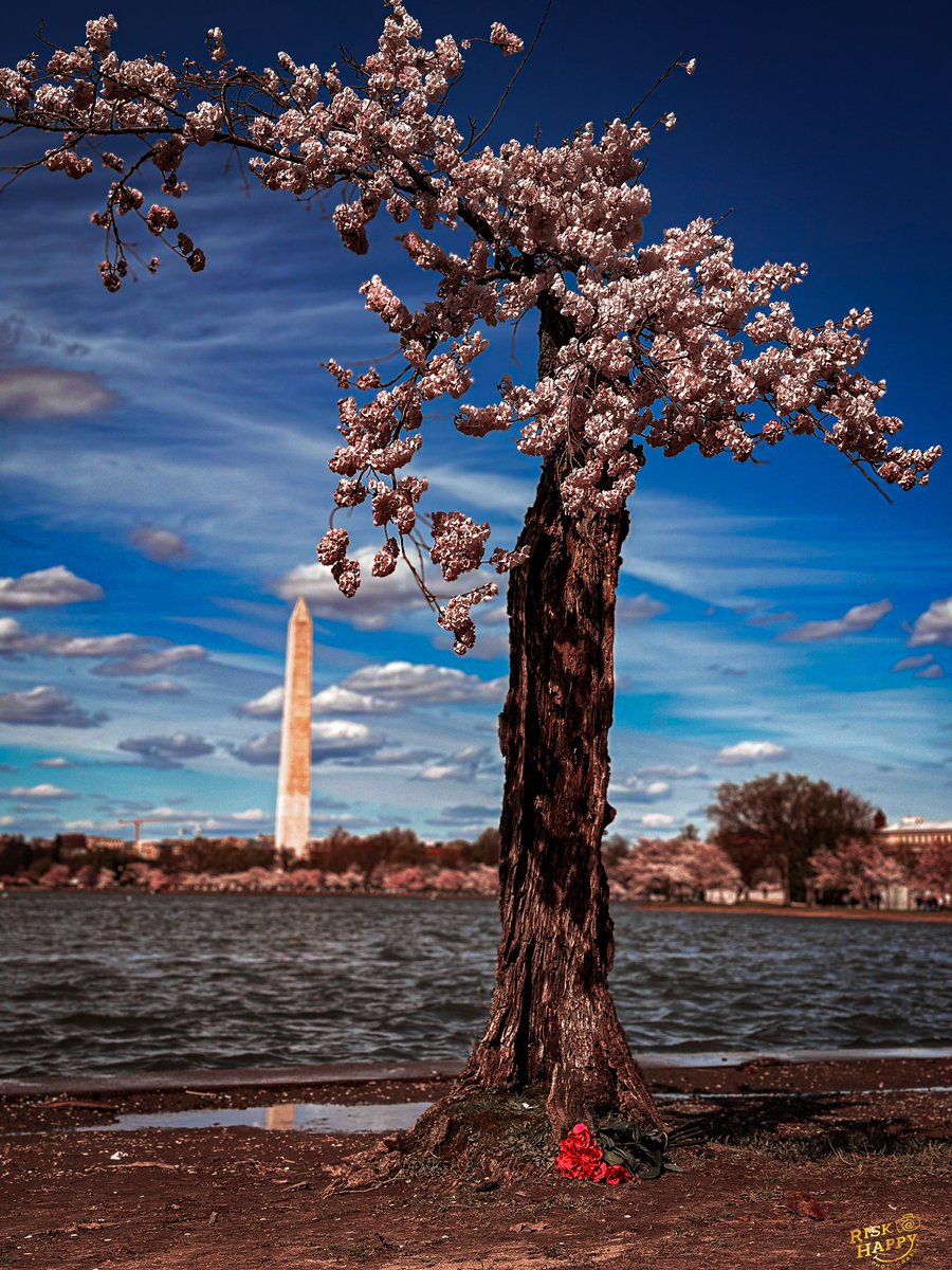 Just two of DCs proudest monuments hanging out. #stumpy #CherryBlossoms #dccherryblossom