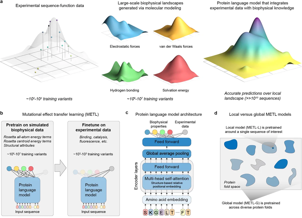 Mutational Effect Transfer Learning (METL). (a) METL combines sparse experimental protein sequence-function data with dense biophysical simulation data to learn biophysics-informed sequence-function landscapes. (b) The pretraining phase involves generating millions of protein sequence variants and computing biophysical attributes for them with Rosetta, which are then used to pretrain a protein language model. The model is subsequently finetuned with experimental sequence-function data to predict protein properties such as binding, enzyme activity, thermostability, and expression. (c) The METL architecture consists of a transformer encoder with a structure-based relative position embedding. (d) METL-Local and
METL-Global differ in the sequences included in the pretraining data. METL-Local trains on the local sequence space around a protein of interest, learning a representation specific to that protein. METL-Global trains on diverse sequences across protein fold space.