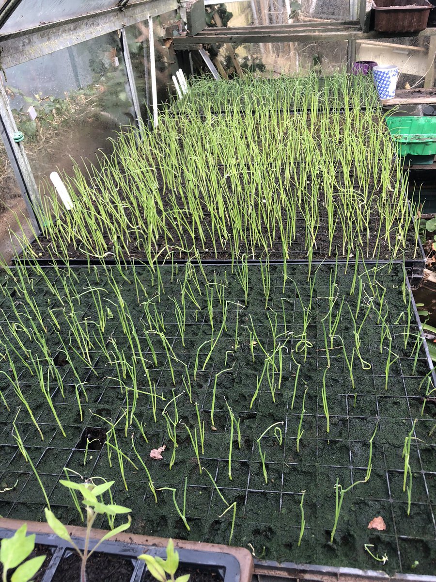 Len52790614's tweet photo. I posted a pic of my onions a few weeks ago @GardensHour highlighting the difference in #Composts. The soil based seeds have caught up but the most noticeable point is the germination levels are reduced #Gardenshour #Gardeningtips #gardening #Gardeningx #growyourown https://t.co/mffFfJP1h3