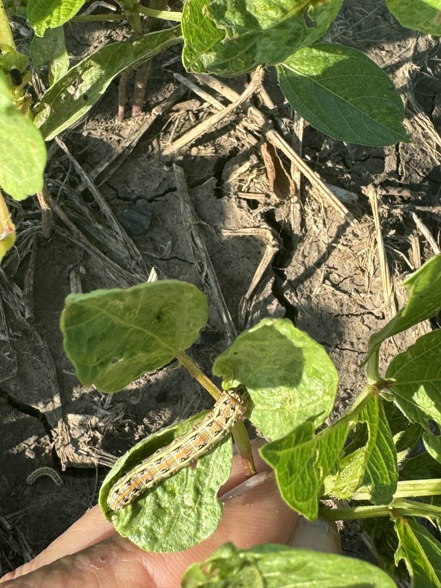 MjChaco's tweet photo. Qué año difícil! Sequía, calor y las 7 plagas de Egipto 🤦🏻‍♀️ spiroplasma, enfermedades de caña en maíz. Abortos en algodón, sojas que no terminan de llenar sin una buena lluvia 🙏🏻🌧️🌧️🌧️🌧️ https://t.co/zzlcuZayI0