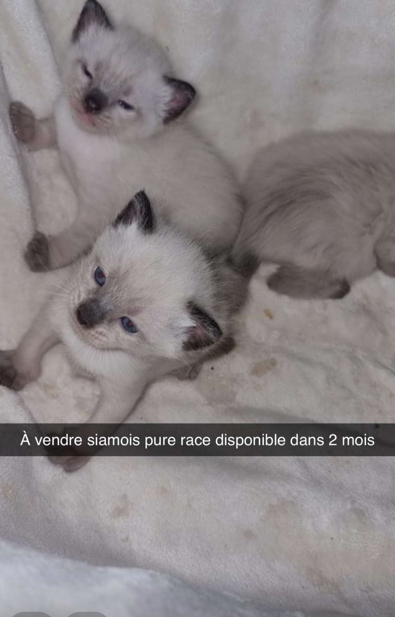 b_lamrani's tweet photo. siamois Silver point  disponible d’ici 1 mois et demi pucés et vaccinés 
Me contacter en mp pour plus d’infos https://t.co/7YmDD0MM5d