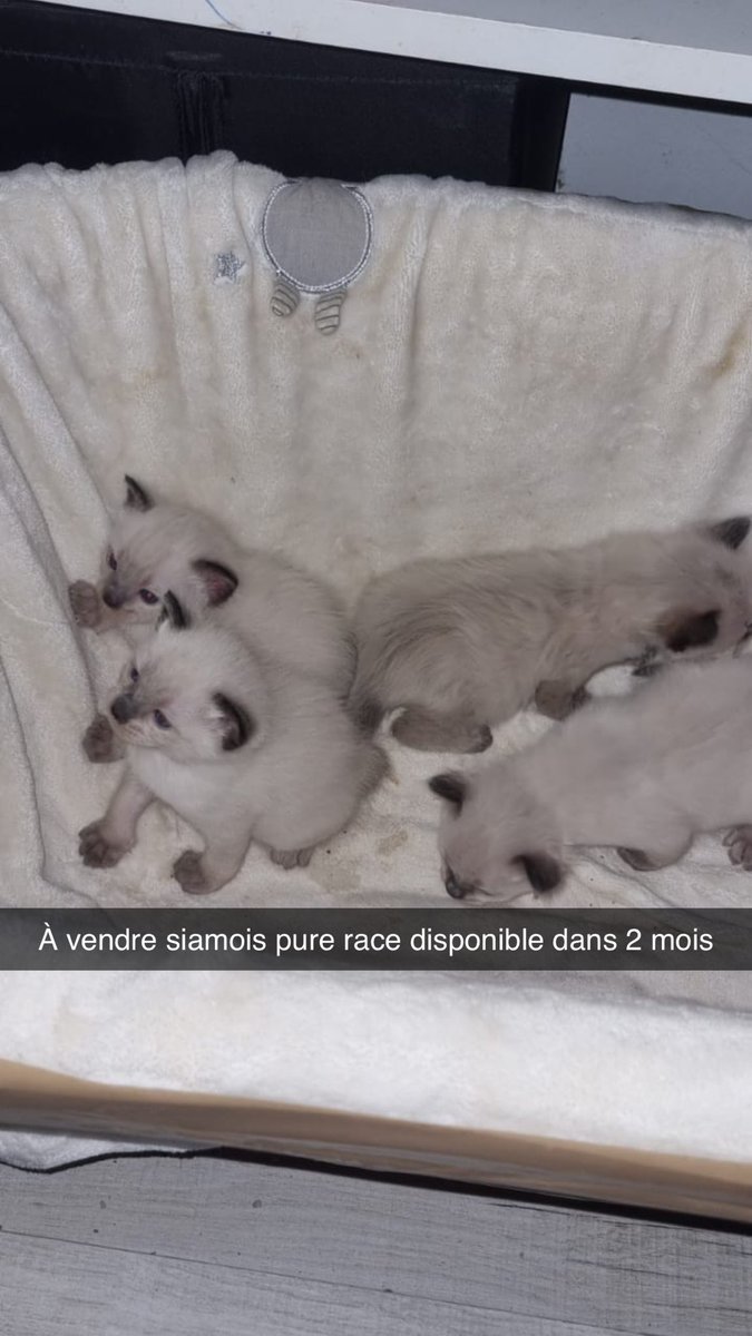 b_lamrani's tweet photo. siamois Silver point  disponible d’ici 1 mois et demi pucés et vaccinés 
Me contacter en mp pour plus d’infos https://t.co/7YmDD0MM5d