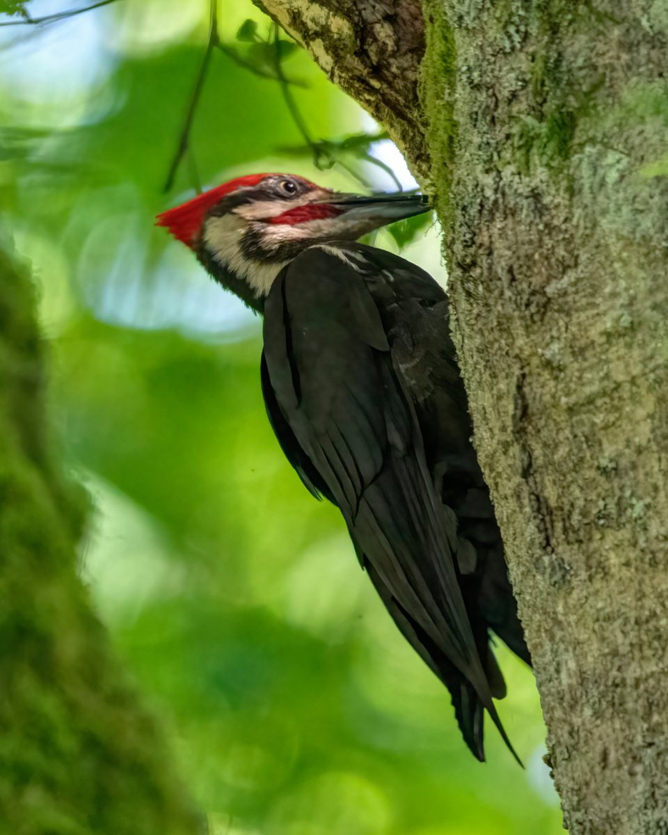 🐦Dive into bird identification this spring! Starting April 6th, join us online for a comprehensive five-session course presented in collaboration with the Vancouver Avian Research Centre. We will go in-depth into Bird ID essential foundations. Register: bit.ly/birdID-certifi…