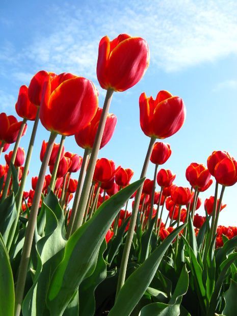 morguefile_site's tweet image. Perfect for seasonal celebrations, garden enthusiasts, or any creative project that blossoms with the vivid hues of springtime. 🌸🎨

🔗 Download this image at:buff.ly/49BKyRP 

#SpringBlooms #TulipMagic #Morguefile