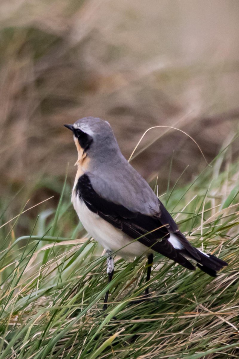 My first Wheatear of the year, taken today near Youghal. Best shots I ever got of a Spring Male. Love the shrike-like black mask. Thanks, Gemma.