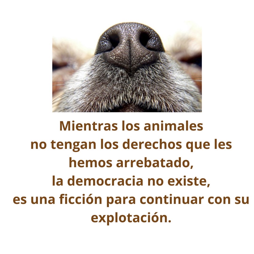 _LilianaFelipe's tweet photo. #democracia #4t #animales #derechosdelosanimales #mexico ⁦@Claudiashein⁩ https://t.co/vQsC3y5ycv