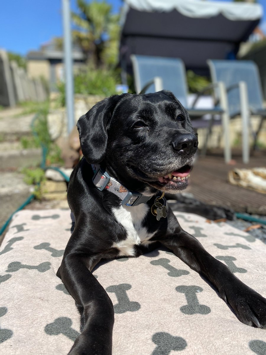 L333HEB's tweet photo. We had to say goodbye today to the best pet and family member we could have ever had , gone but will never be forgotten 🫶🏻Rip Maggie https://t.co/7LP6dogiDI