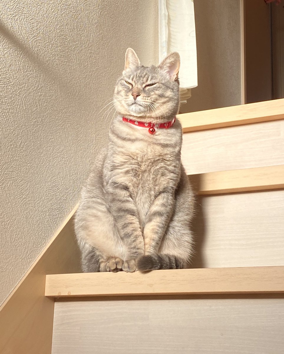 おはようございます☀
もはや風格すら感じさせるマリ様…
朝のバタバタ中なので邪魔です笑