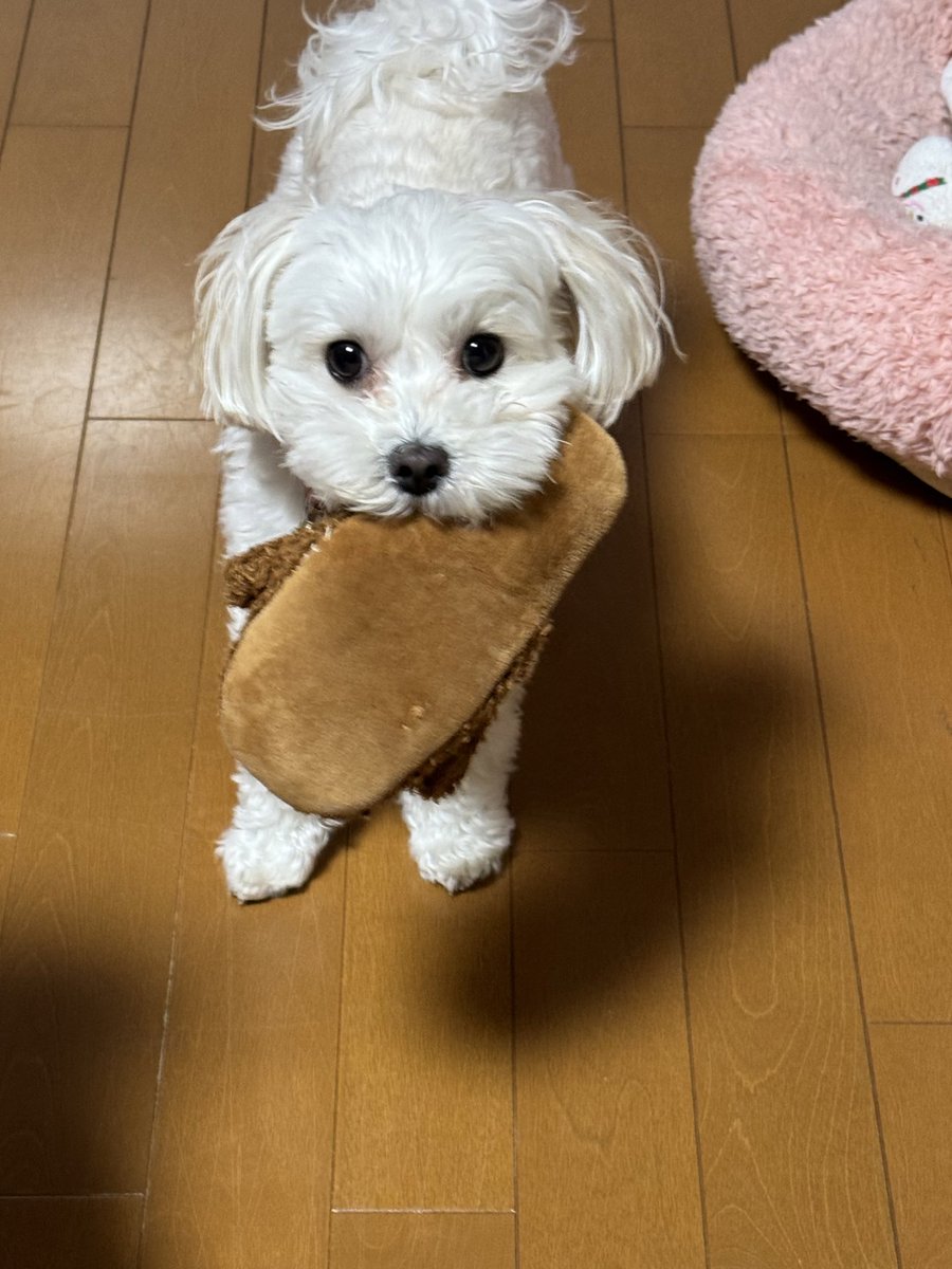kotamame10's tweet photo. おはょ〰️です💗
そぼろ💗スリッパのおもちゃ持ってきたよ😆

明日は休み♡今日1日お留守番🏠よろしくね💗 https://t.co/2v1MAoDuJ2