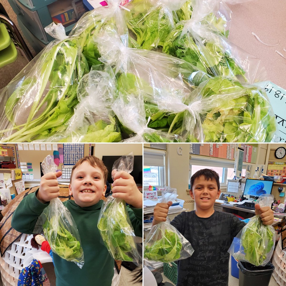 Plant, Grow, Eat, Share! These <a href="/littlegrnthumbs/">Little Green Thumbs</a> are sharing classroom lettuce from our indoor garden with their families! 😋