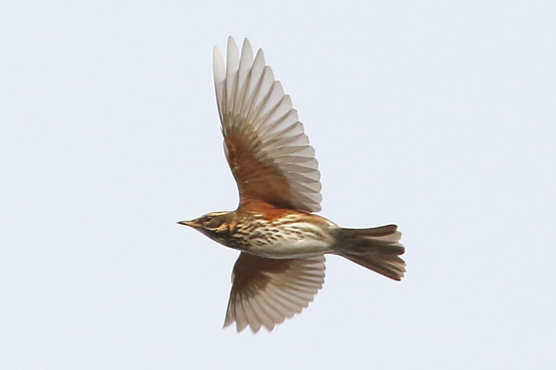 Sterke wegtrek van #lijsters vandaag uit onze regionen, met name koperwieken (foto) maar ook kramsvogels. De komende dagen zullen de meeste 'kopers' met een zuiderwind in de rug NL verlaten, we zien ze eind september weer terug. Goede reis! #vogeltrek