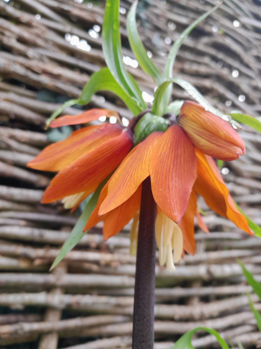 We were quite surprised to find Crown Imperial fritillaries in full bloom in the cottage garden at the weekend! Seems a bit early 🤔 what do you think? #GardensHour 📷 Katherine Alker