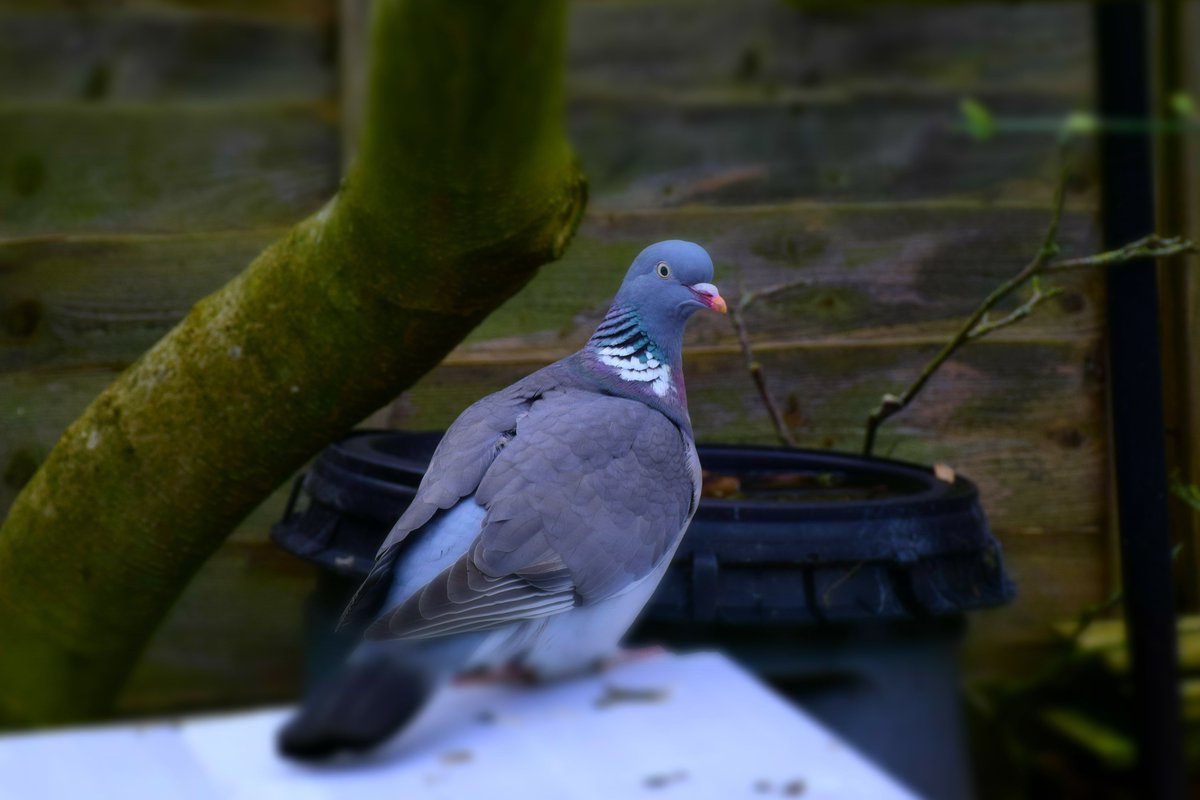 Late Afternoon Wood Pigeon.

Checking for left overs at all the seed spots.

@des_farrand
#Late #Afternoon #Visitors #WoodPigeons #Pigeons 
#StillHungry