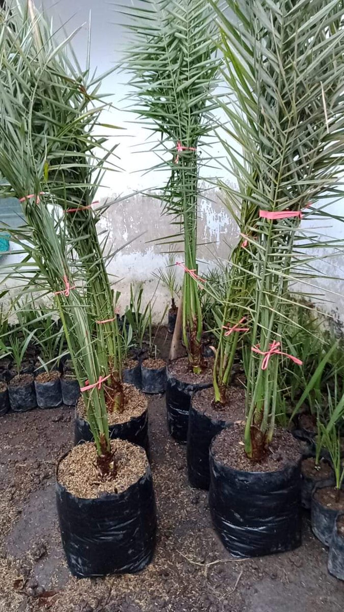 Pa_RW06's tweet photo. Masih ready
Biji kurma barhee Thailand
50 biji 325rb
Biji kurma KL1 Thailand
20 biji 295rr

Bibit kurma 3bln harga 50rb

Bibit kurma ajwa usia 6 bulan
Harga perbibit 150rb

Bibit kurma ajwa usia 1,5 tahun
Harga perbibit 250 
Wa 087758802926 https://t.co/NzWUsviXp7