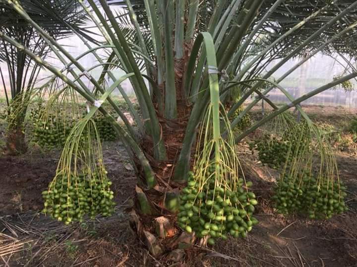 Masih ready
Biji kurma barhee Thailand
50 biji 325rb
Biji kurma KL1 Thailand
20 biji 295rr

Bibit kurma 3bln harga 50rb

Bibit kurma ajwa usia 6 bulan
Harga perbibit 150rb

Bibit kurma ajwa usia 1,5 tahun
Harga perbibit 250 
Wa 087758802926