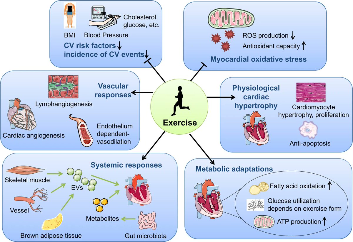 The various ways in which #exercise maintains your heart health: nature.com/articles/s4139…