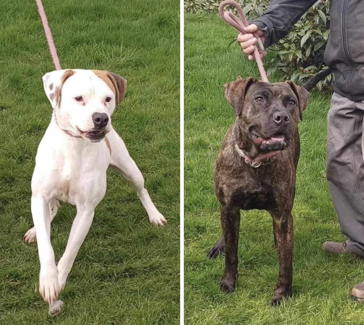 Dogs 4 Rescue tweet media