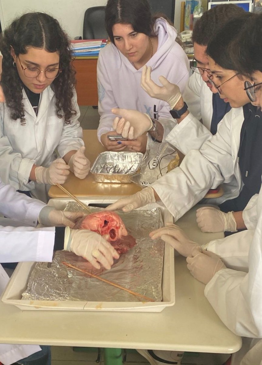fatimazein_az's tweet image. IBDP2 learners actively exploring the anatomy of a cow&apos;s heart! Engaging in hands-on discovery to uncover the complexities of Biology! #IBDP #HandsOnLearning @Hhhsinfo @NaghamAbouAli2 @ea_rania @dina_jradi