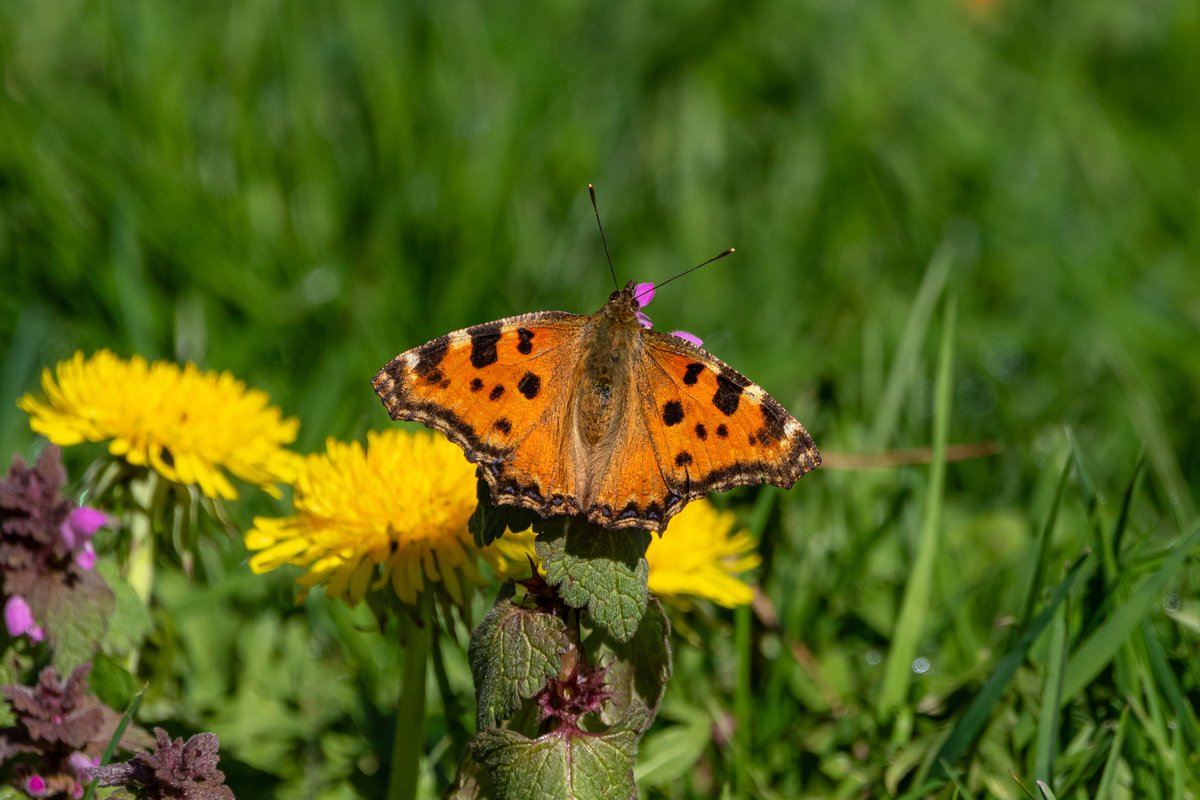 Good morning all. The sun came out and I saw my first Large tortoiseshell of the year. Wishing everyone a happy and safe Tuesday. #TwitterNatureCommunity #NaturePhotography #nature #butterflies #naturelovers andyjennerphotography.com