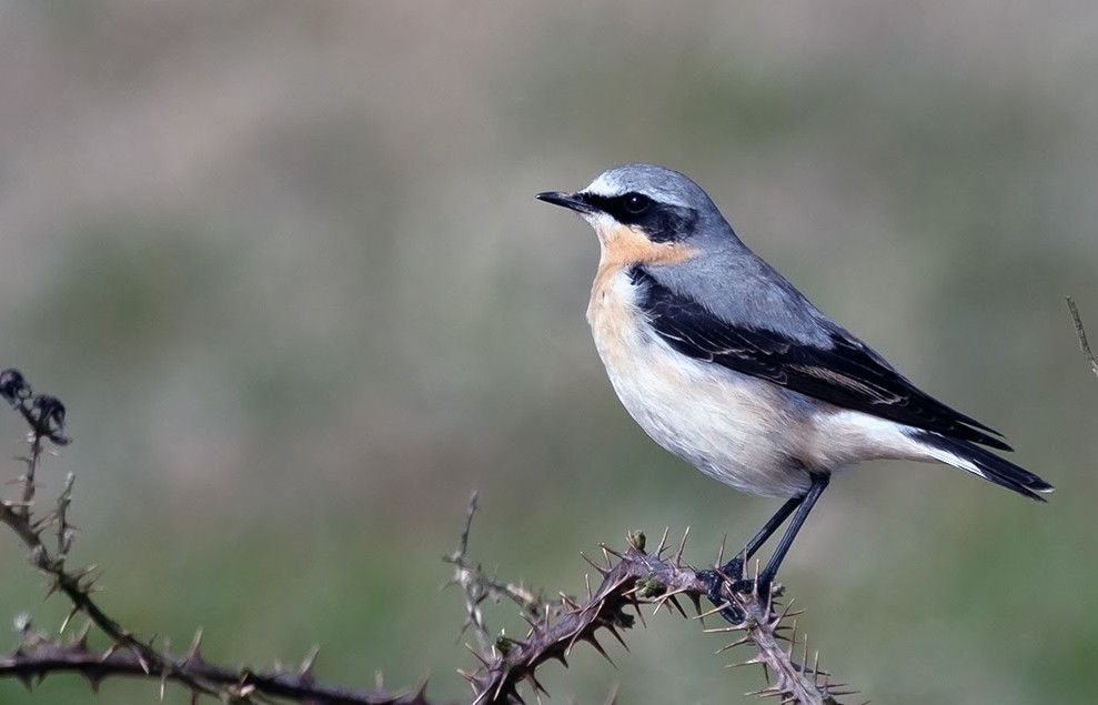 First Wheatear of 2024 at Wimdmill Farm NNR, The Lizard 17/03/24. @CBWPS1