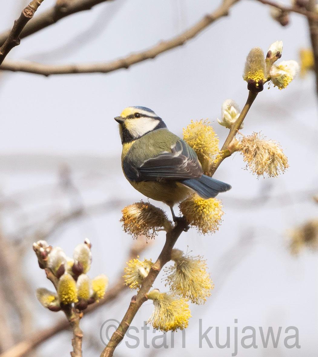 Nothing says #spring quite like this photo! A wonderful shot of a Blue tit by @Qjava @rowantnnr 🌼 #nature #birdphotography