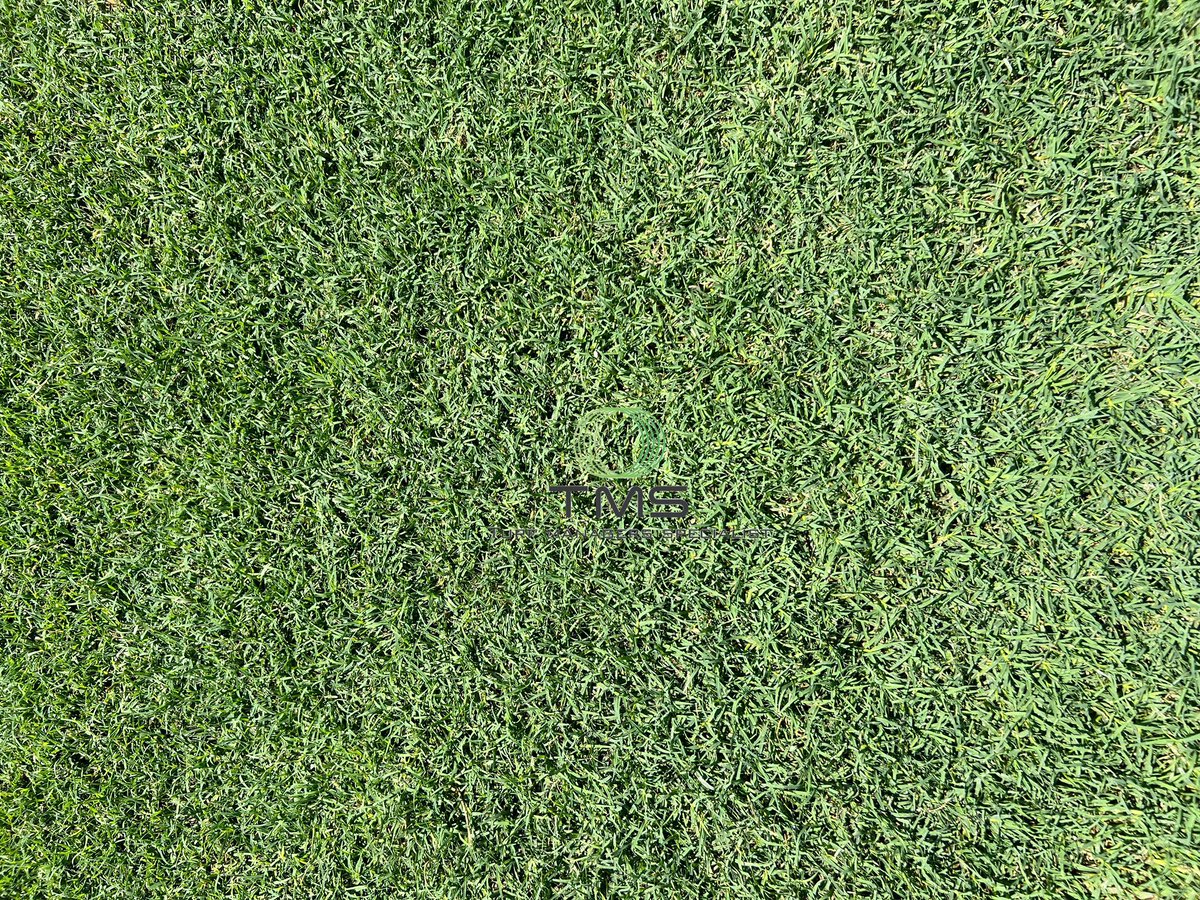 Inspección y control de calidad en la nueva gramilla del centro de entrenamiento de Puntarenas FC.
Bermuda Ibiza a tope 🌱⚽️
 -Resistencia a altas temperaturas 
-Fuerza
-Color verde intenso 
#TurfManagers #NaturalGrass #BermudaIbiza #Puntarenas #CostaRica