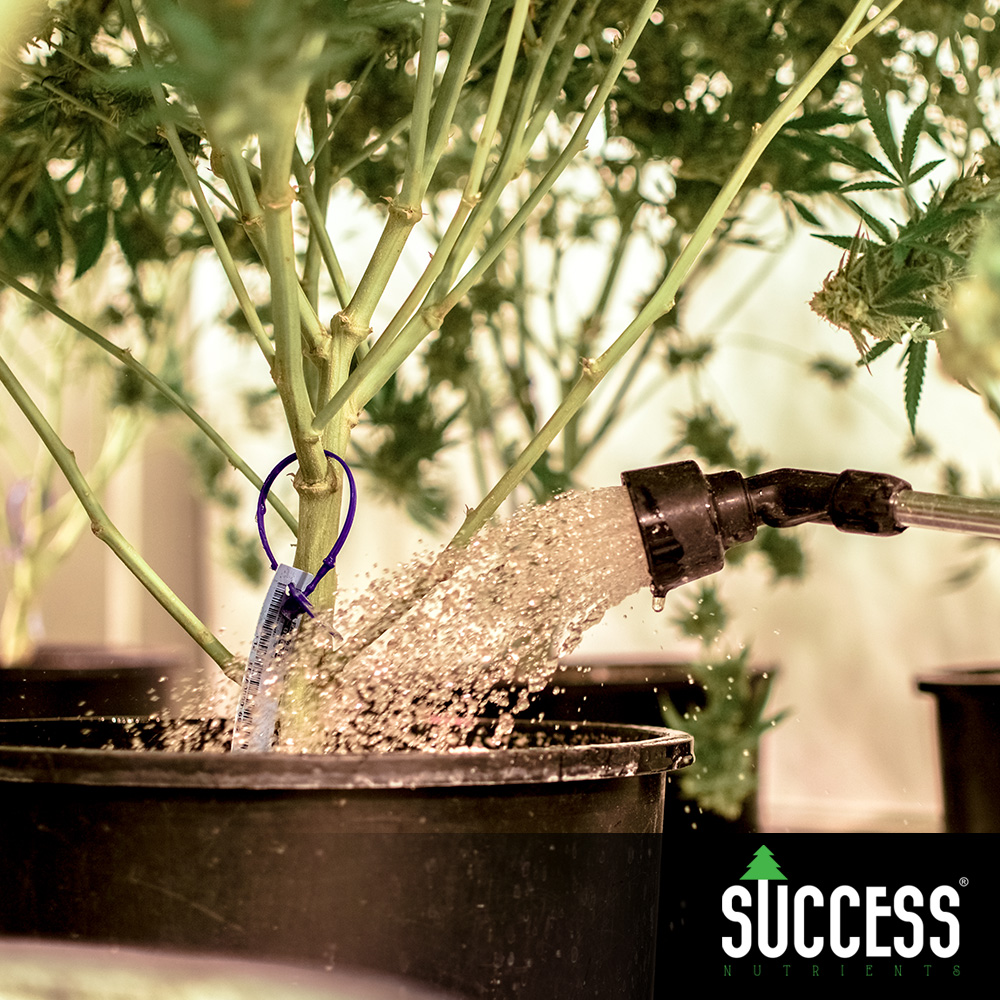 Success Nutrients tweet media