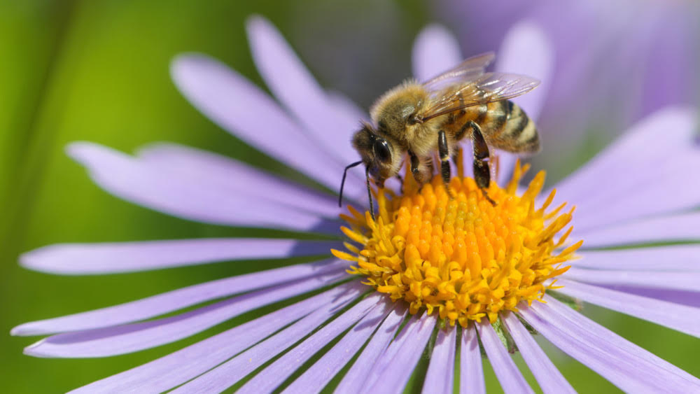 Join us to learn about different bee-friendly flowers you can plant in your Colorado garden this spring. RSVP here to our webinar Wednesday, March 20th: environmentamerica.org/colorado/event….