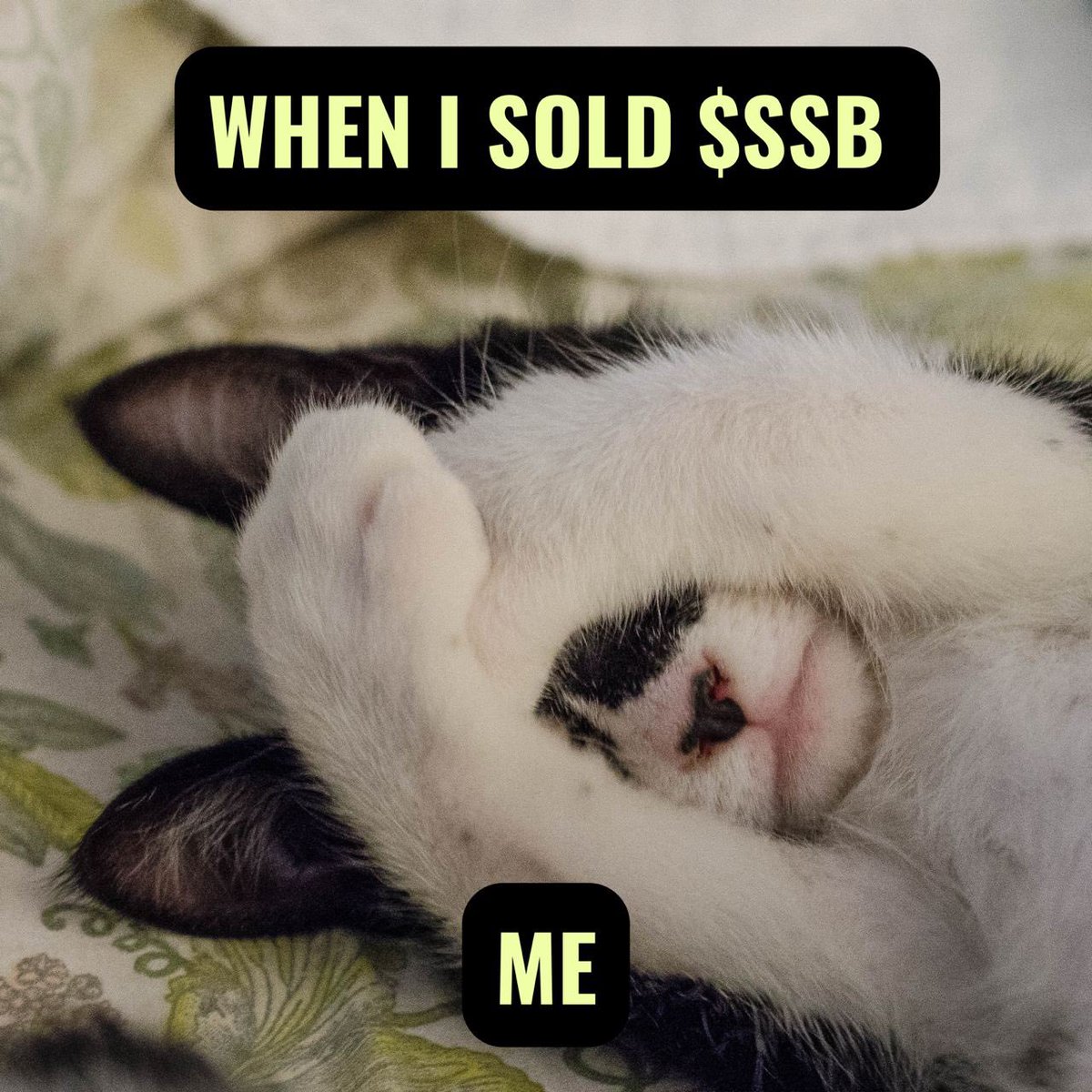 SolanaSBArmy's tweet photo. @JakeGagain $SSB! Next big meme on $SOL https://t.co/DpFPy0Qdbj