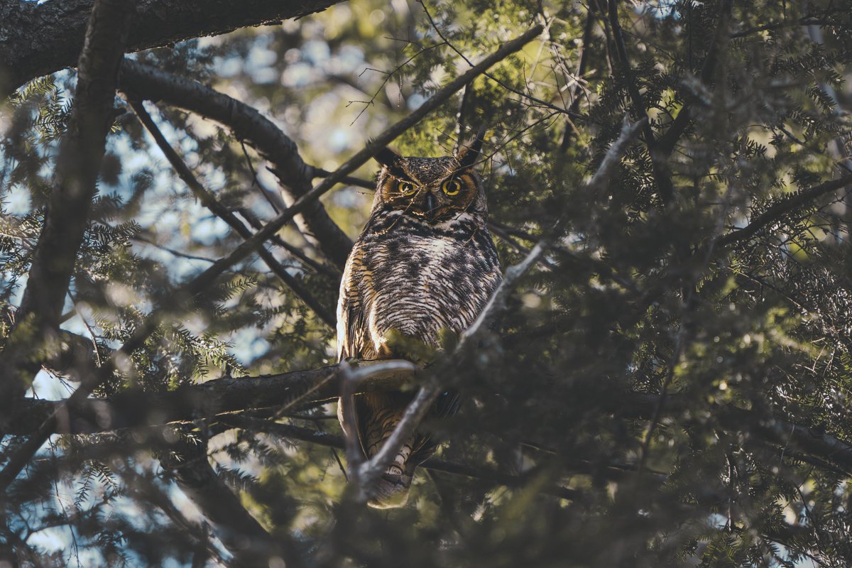 This dude did NOT like that I was hanging out by where he eats his snacks. Still such an amazing feeling finding any kind of owl. I'd love to find a Great Grey next. #wildlifephotography