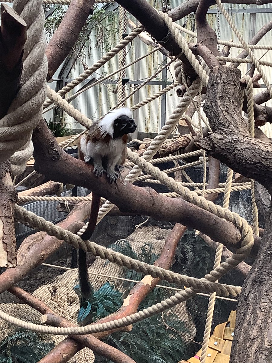 Spring Bank Primary School tweet media