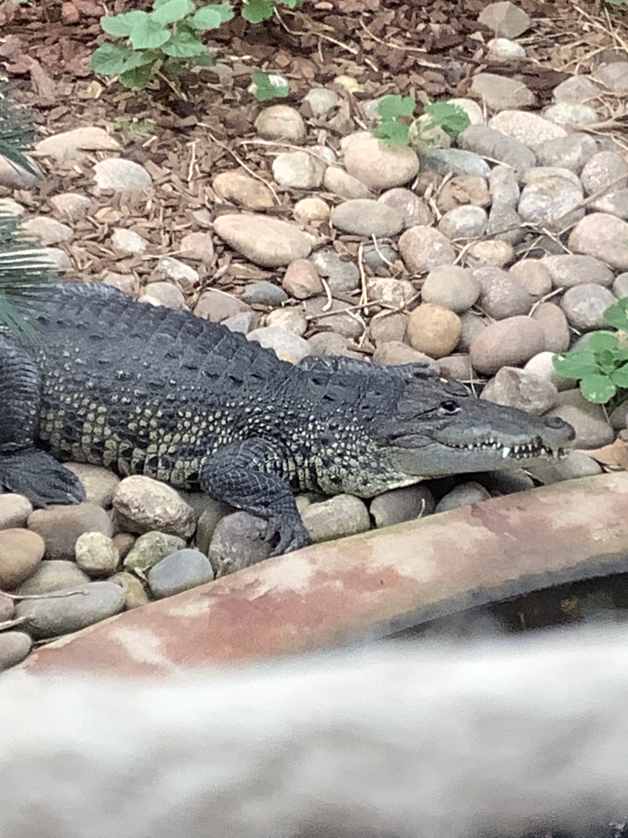 Spring Bank Primary School tweet media