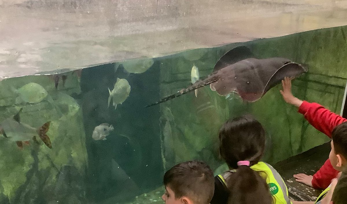 Year 1 felt the heat during their trip to Tropical World. They saw lots of different animals that live all across the world. They particularly enjoyed watching the stingray, crocodile and monkeys. It was also fun getting 'chased' by the enormous butterflies!